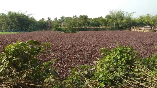 কৃষকদের দাবি দাওয়াগুলো মুখ্য হয়ে উঠতে পারে এবারের নির্বাচনী প্রচারে
