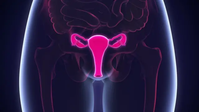 Di ovaries inside woman body