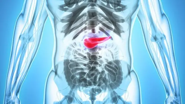 Anatomia do pâncreas