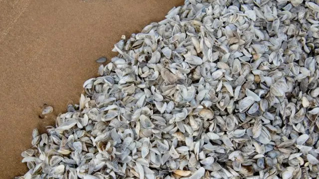 Полосатые мидии