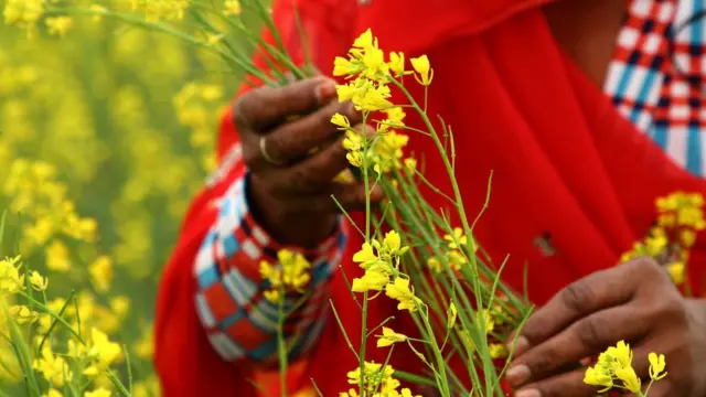 کشاورزی طبیعتمحور باعث افزایش گوناگونی رو و زیر زمین میشود