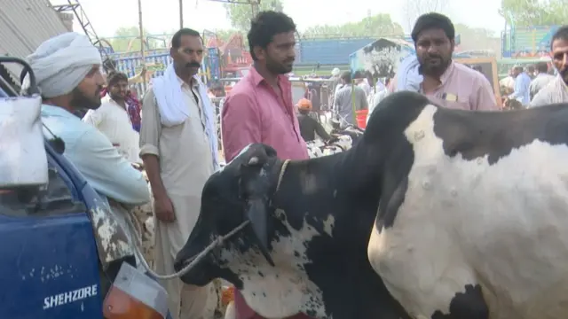 Lo'ada waa xoolaha ugu badan ee ay dhaqdaan reer Pakistan.
