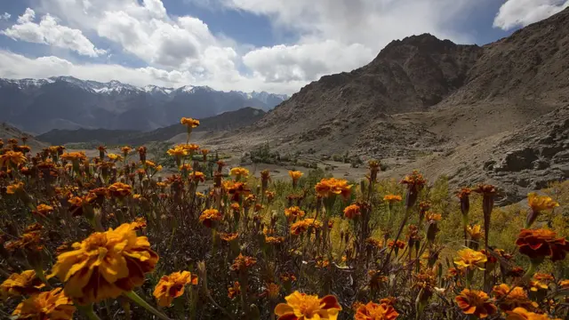 Горные цветы