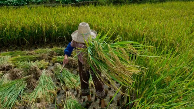 उखु काट्दै एक श्रमिक