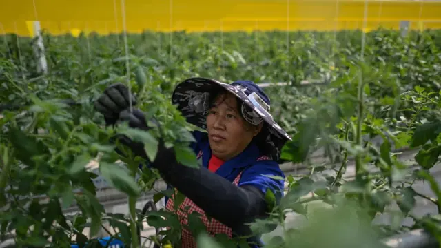 موظفة تعمل في مزرعة في مقاطعة جيانغسو شرق الصين