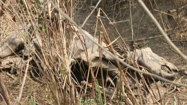 एक सिङे गैँडा