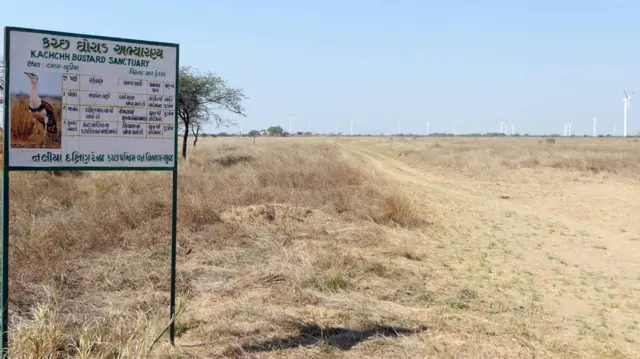 ગુજરાત અને રાજસ્થાનમાં વિલુપ્તીના આરે ઊભેલાં ઘોરાડ પક્ષીઓ માટે સુપ્રીમ કોર્ટે શું ચુકાદો આપ્યો, ફરિયાદીને શું ચિંતા છે? બીબીસી ગુજરાતી ગુજરાત સમાચાર કચ્છ સૌરાષ્ટ્ર