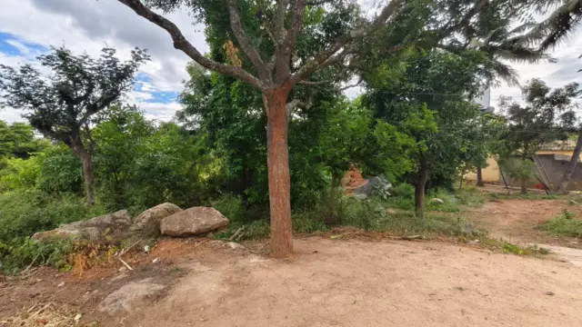 చెట్టు