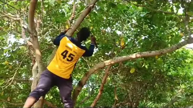 జీడి పప్పు