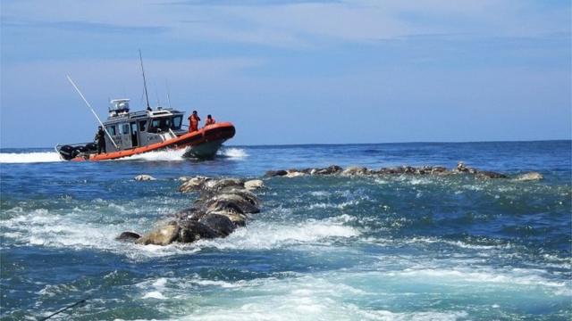 К расследованию причины гибели черепах подключены ВМС Мексики