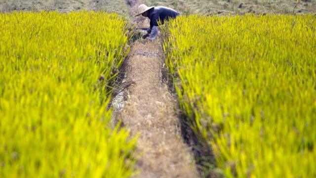 A woman working in a rice field on the outskirts of Shanghai. (Nov 15, 2016)