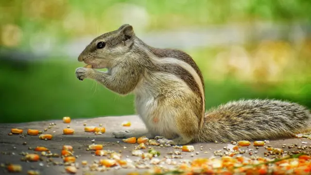 பிபிசி தமிழ் நேயர்களின் மெய்சிலிர்க்க வைக்கும் வன உயிரின படங்கள்