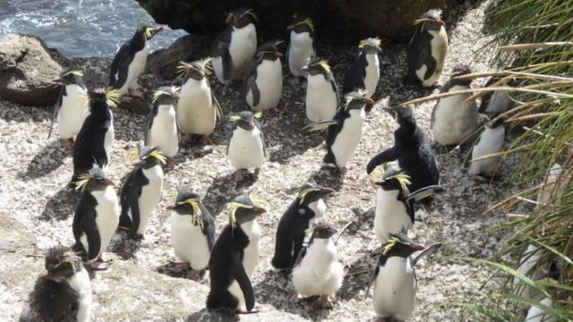 A rookery of northern rockhopper penguins