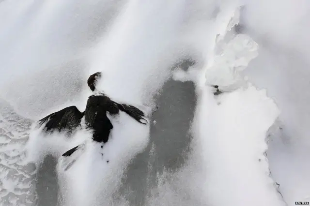 जमी हुई चिड़िया