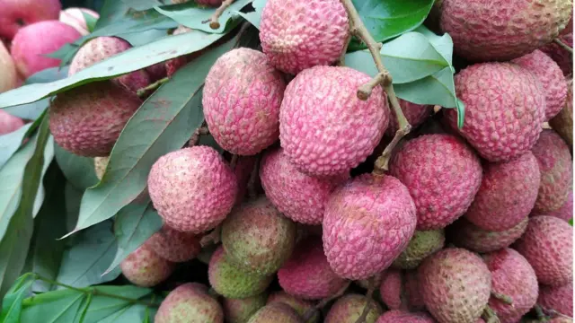 দিনাজপুর জেলায় সবচেয়ে বেশি লিচু উৎপাদন হয়।