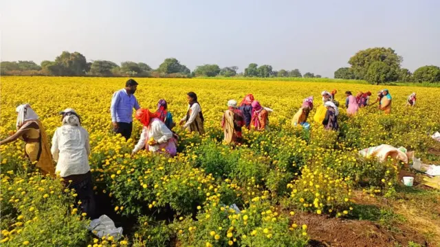 बीड, प्रवीण जगताप, झेंडू, शेती, शेतकरी