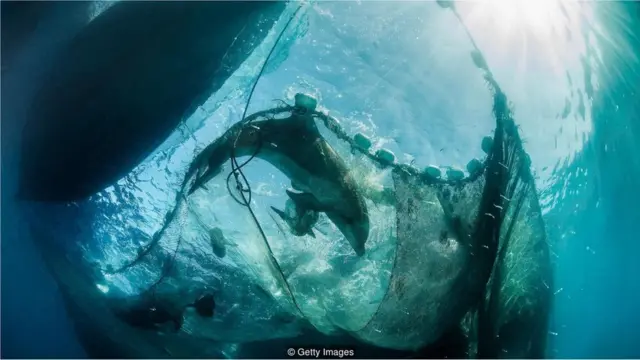Golfinho preso em rede de pesca