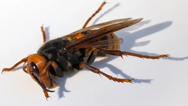 కందిరీగలు