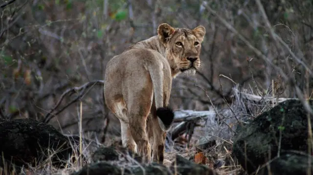 ਗਿਰ ਜੰਗਲ ਦੇ ਸ਼ੇਰ