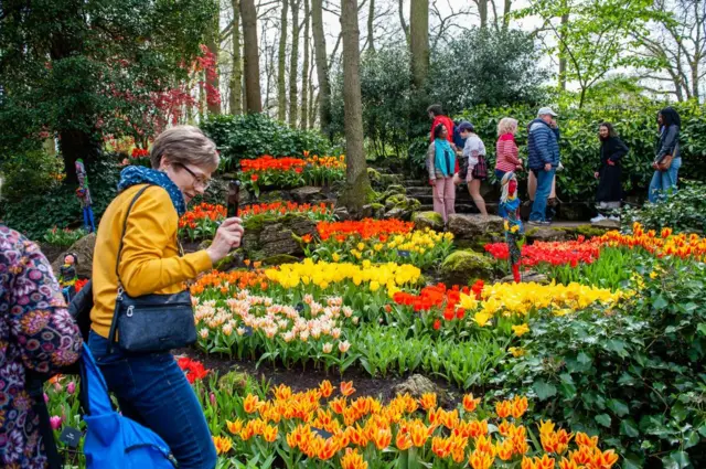 bunga tulip, Keukenhof