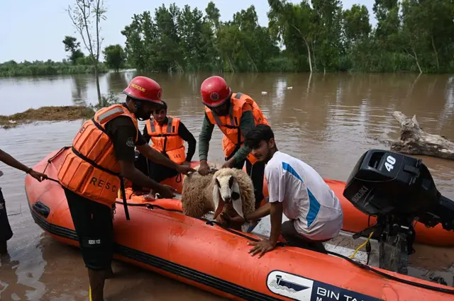 جانور، سیلاب