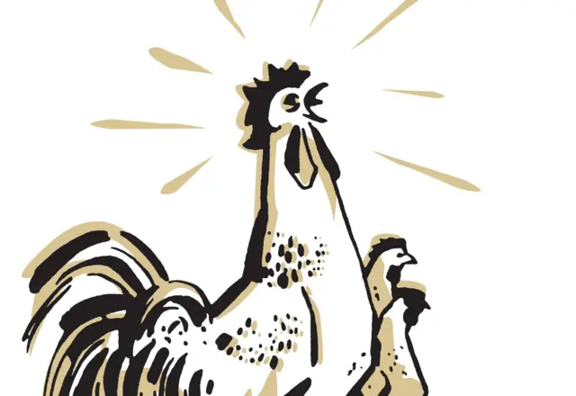 সকালে মোরগের ডাক বোঝাতে- প্রতীকী ছবি।