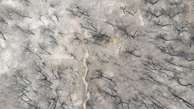 Yangından sonra kül olan ağaçlar