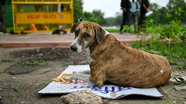 தெருநாய் பிரச்னை, நாய்க்கடி, நாய் மனித மோதல்