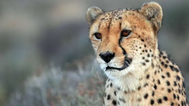 జంతువులు