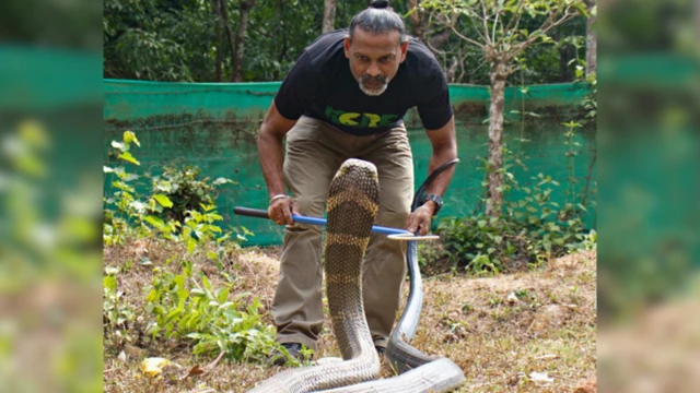 ராஜநாகம் குறித்த புதிய கண்டுபிடிப்பை ஊர்வன ஆய்வாளர் முனைவர் கௌரி ஷங்கர் மற்றும் அவரது குழுவினர் வெளிக்கொண்டு வந்துள்ளனர்.