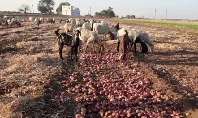 ડુંગળીનો પાક