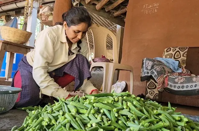 வெண்டைக்காய், விவசாயம், இந்தியா