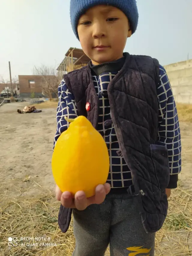 Баткенде өстүрүлгөн лимон