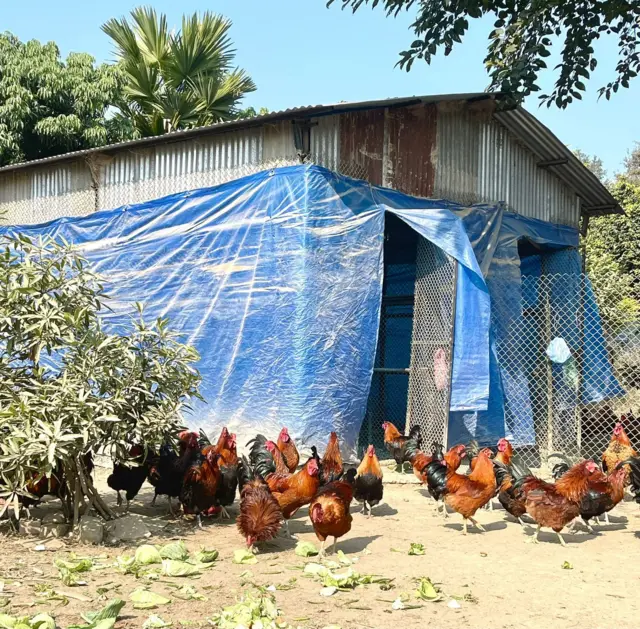 बधिया भाले दाङमा