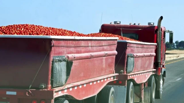tomato transportation