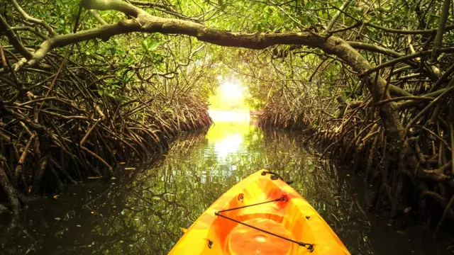 મેનગ્રૂવના એ ઝાડ જે વાવાઝોડા સામે ઢાલની ગરજ સારે છે