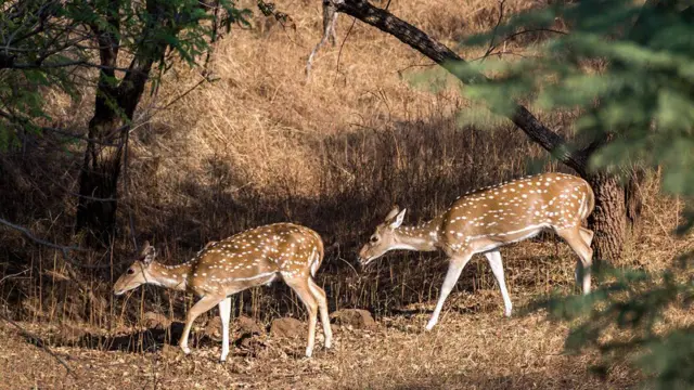 બરડો ડુંગર, બરડા જંગલસફારી, ગુજરાત, એશિયાઈ સિંહો, ગુજરાત વનવિભાગ, સિંહદર્શન, ટુરિઝમ, ઇકો-ટુરિઝમ, બીબીસી ગુજરાતી 