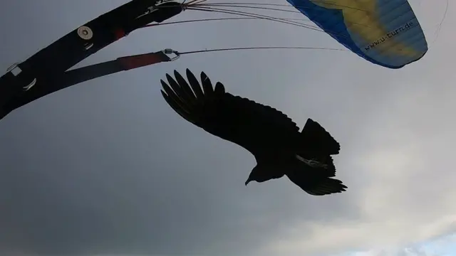 Urubu voando junto ao paraglider