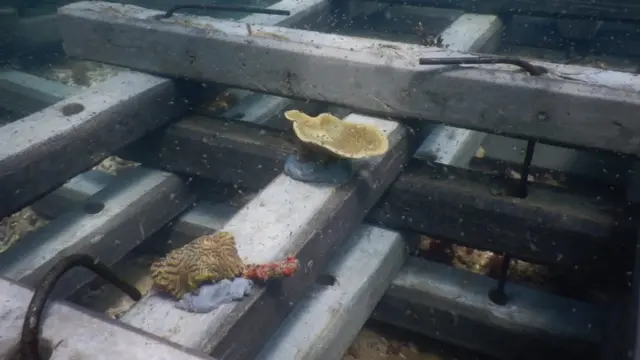 මරණාසන්න කොරල් පරයට යළි හුස්ම පිඹීමක්