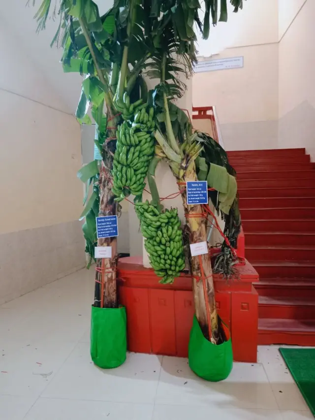 ગુજરાતમાં કેળાની એ નવી જાત- "આણંદ વામન"