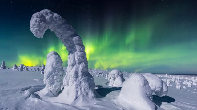 Trees covered in hard-packed snow with the Northern Lights in the background.