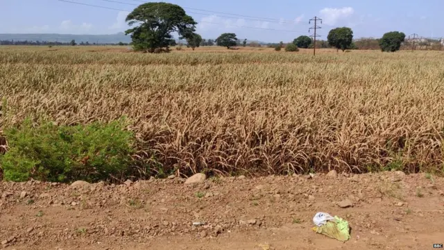 चिखलीतील उद्ध्वस्त शेती