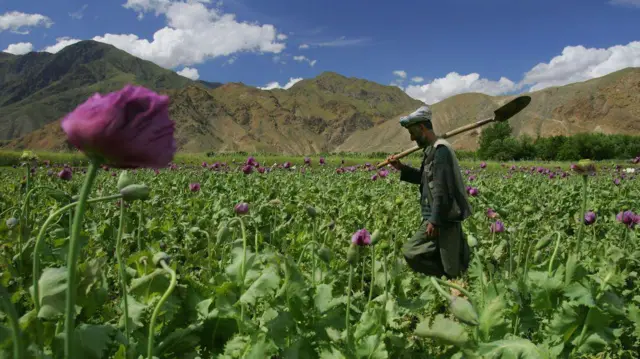 अफू शेती, अफगाणिस्तान, म्यानमार