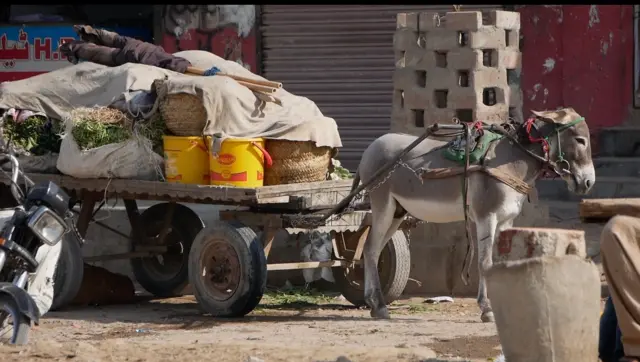 پاکستان، جانور، حقوق