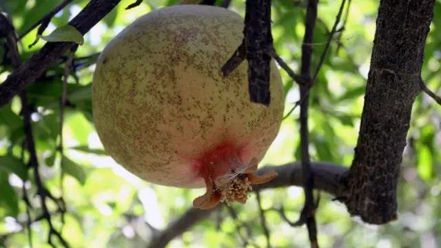 د کندهار انار