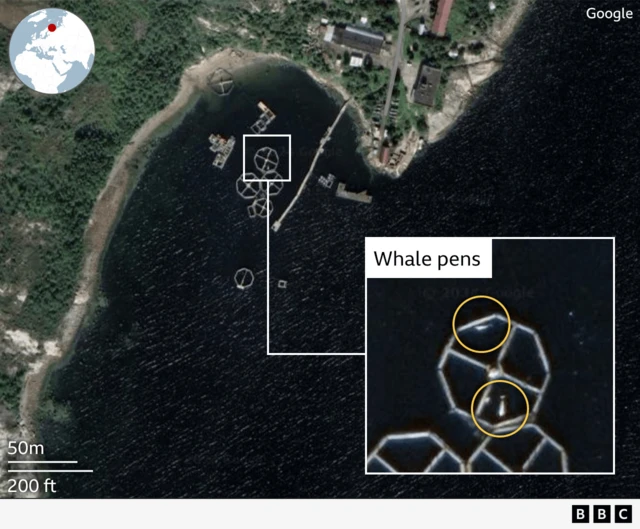 Aerial satellite image of what appear to be beluga whales in pens close to a marine base near Murmansk To request: Complete the translations here: https://tinyurl.com/4fwpekst
Fill-in the commissioning form https://bit.ly/ws_design_form with this title in English: Sightings of escaped Russian whale – 2024111201