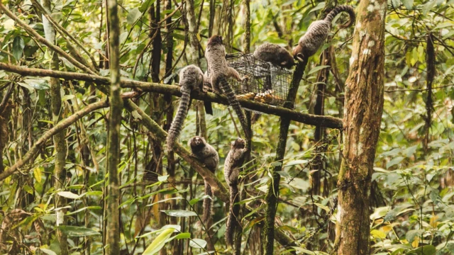 Toutes les tentatives de capture de tamarins ne se déroulent pas sans heurts - parfois, les ouistitis se regroupent pour voler l'appât