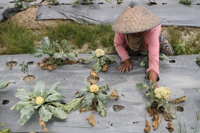 Warga desa di Kabupaten Konawe