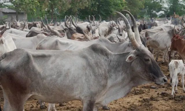 காளைகள் 