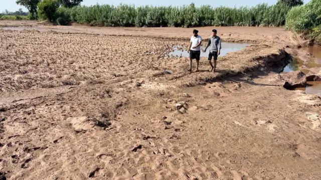 ਪਟਿਆਲਾ ਜ਼ਿਲ੍ਹੇ ਵਿੱਚ ਹੜ੍ਹਾਂ ਕਾਰਨ ਨੁਕਸਾਨੇ ਗਏ ਖੇਤ।